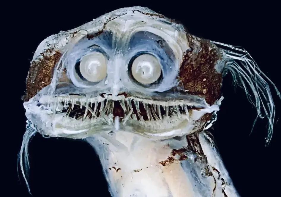 小小的微生物放大了竟然如此可怕——显微镜下的微型生物(图20) 22.jpg