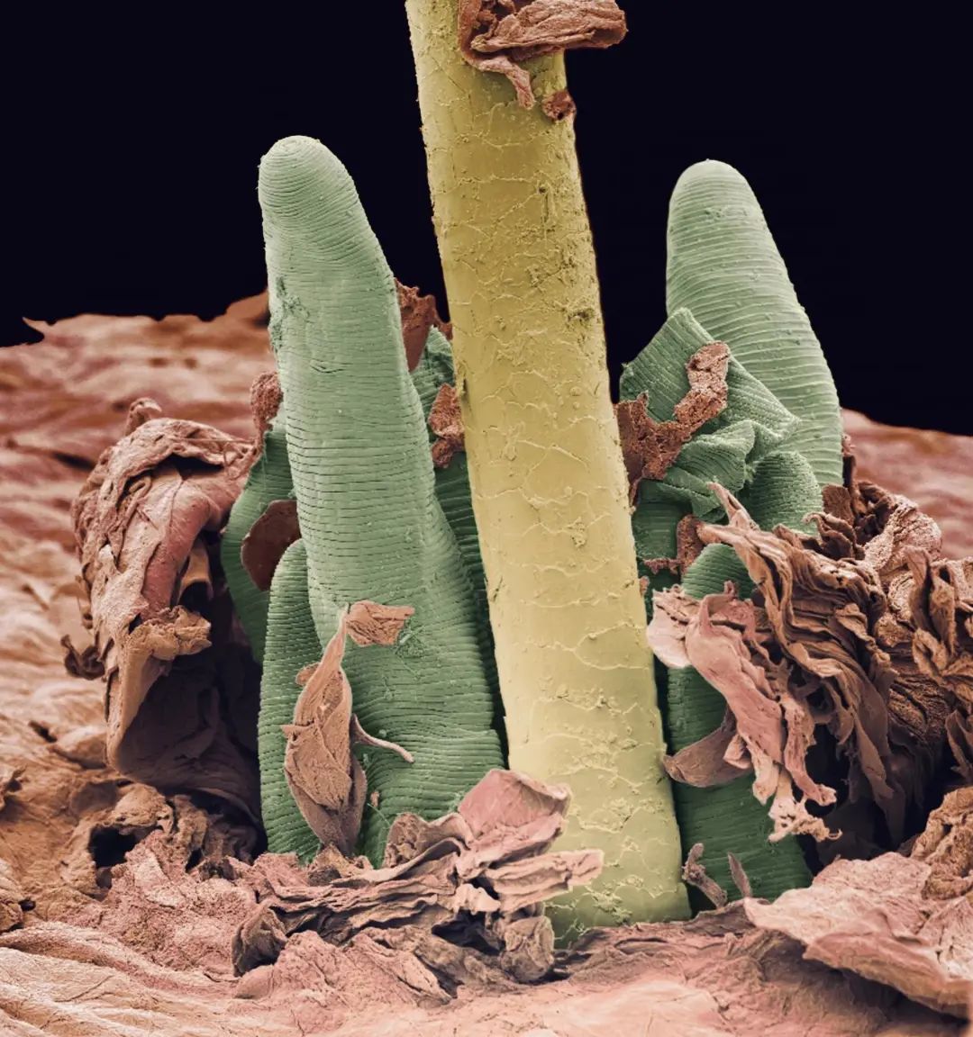 小小的微生物放大了竟然如此可怕——显微镜下的微型生物(图21) 23.jpg