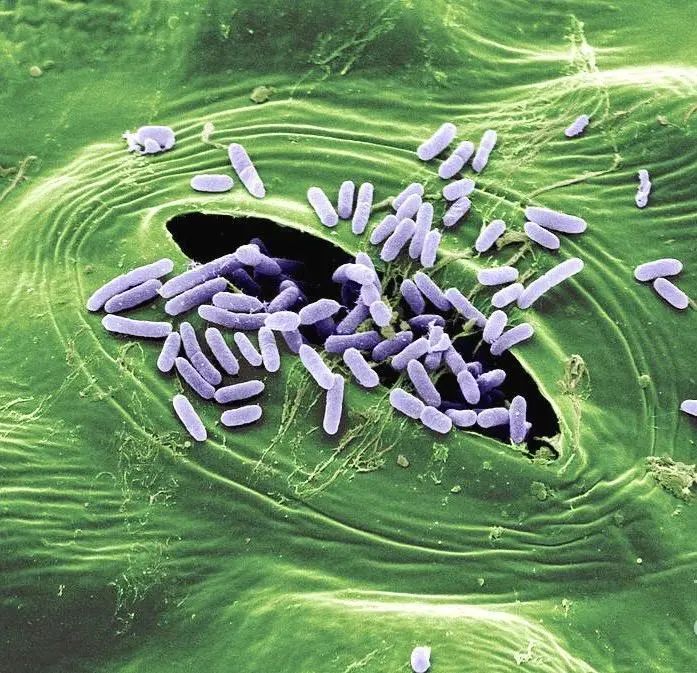 小小的微生物放大了竟然如此可怕——显微镜下的微型生物(图25) 27.jpg