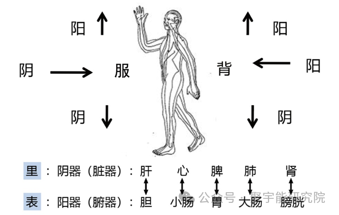 金日光教授:【《黄帝内经》所深藏的奥秘•之十六】到底为什么腑器和脏器之间形成表里关系呢?(图2) 38.png