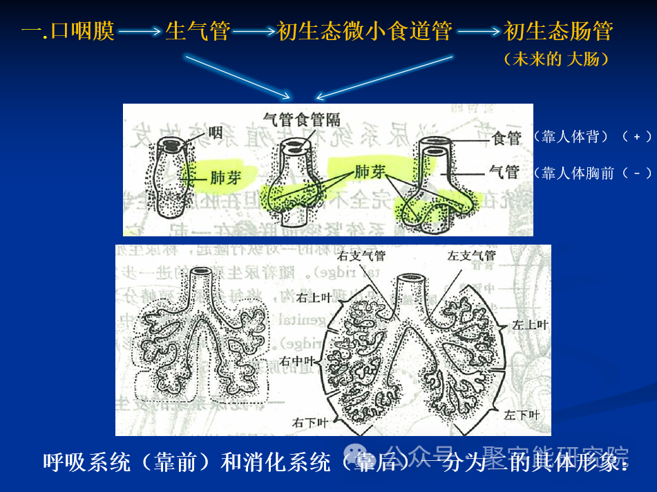 金日光教授:【《黄帝内经》所深藏的奥秘•之十六】到底为什么腑器和脏器之间形成表里关系呢?(图3) 39.png