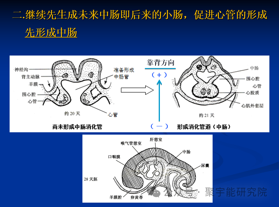 金日光教授:【《黄帝内经》所深藏的奥秘•之十六】到底为什么腑器和脏器之间形成表里关系呢?(图4) 40.png