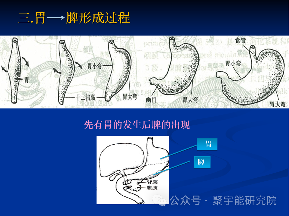 金日光教授:【《黄帝内经》所深藏的奥秘•之十六】到底为什么腑器和脏器之间形成表里关系呢?(图6) 42.png