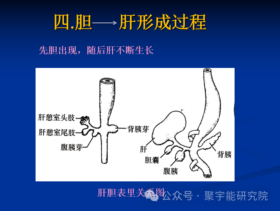 金日光教授:【《黄帝内经》所深藏的奥秘•之十六】到底为什么腑器和脏器之间形成表里关系呢?(图7) 43.png