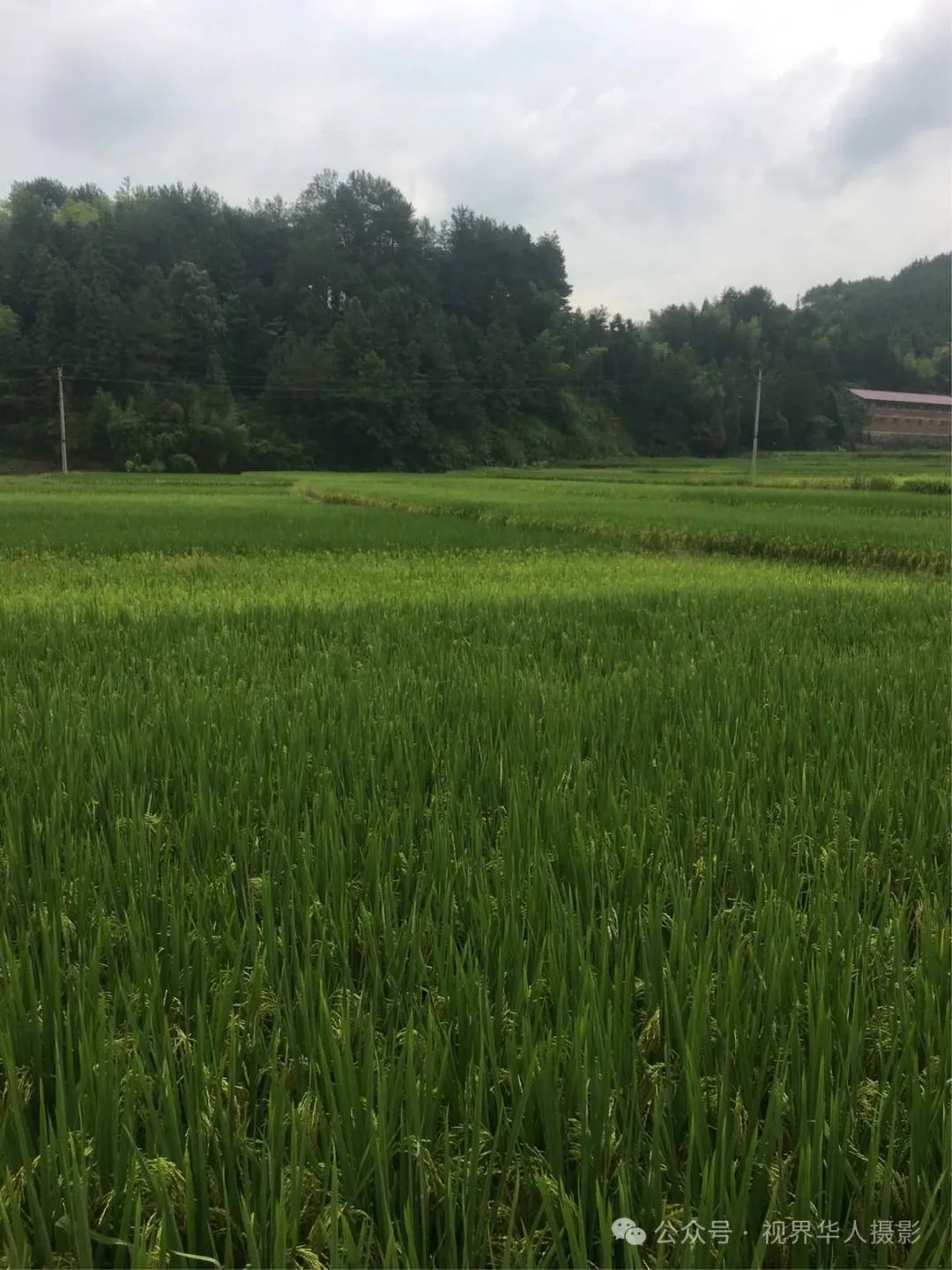 岑国荣|侨乡文成:绿水青山间的诗和远方(图9) 10.jpg