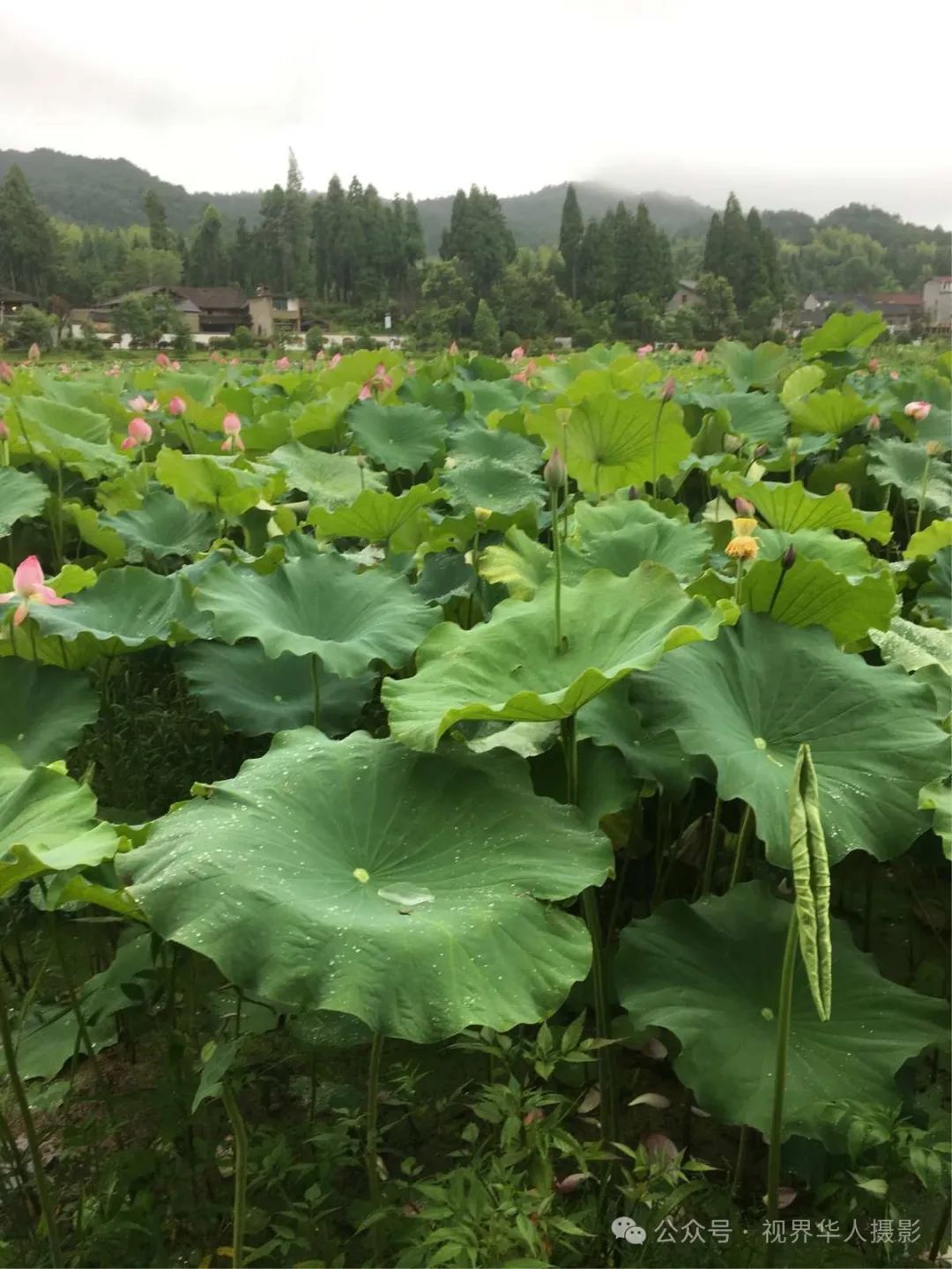 岑国荣|侨乡文成:绿水青山间的诗和远方(图27) 28.jpg
