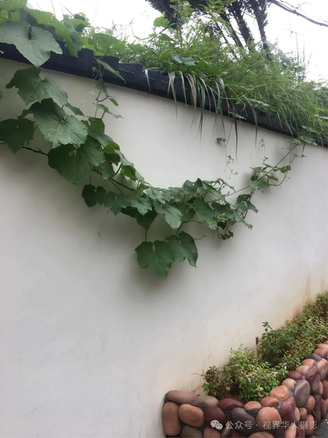 岑国荣|侨乡文成:绿水青山间的诗和远方(图59) 60.jpg
