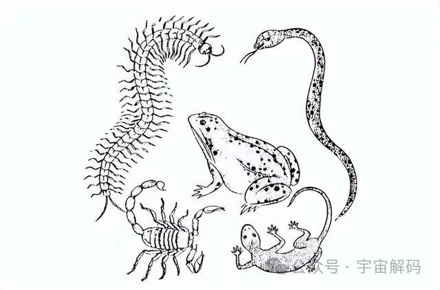 壁虎无毒却是“五毒”之一,马蜂凶猛且有毒,为何没有进入五毒?(图1) 1.jpg