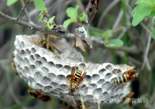 壁虎无毒却是“五毒”之一,马蜂凶猛且有毒,为何没有进入五毒?(图2) 2.jpg