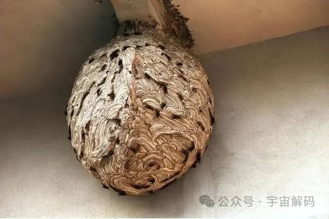 壁虎无毒却是“五毒”之一,马蜂凶猛且有毒,为何没有进入五毒?(图8) 8.jpg