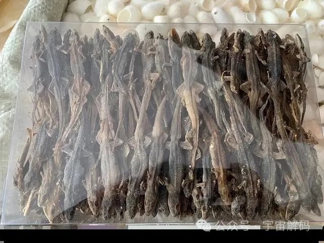 壁虎无毒却是“五毒”之一,马蜂凶猛且有毒,为何没有进入五毒?(图9) 9.jpg