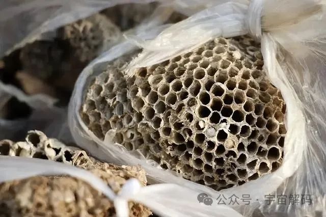 壁虎无毒却是“五毒”之一,马蜂凶猛且有毒,为何没有进入五毒?(图10) 10.jpg