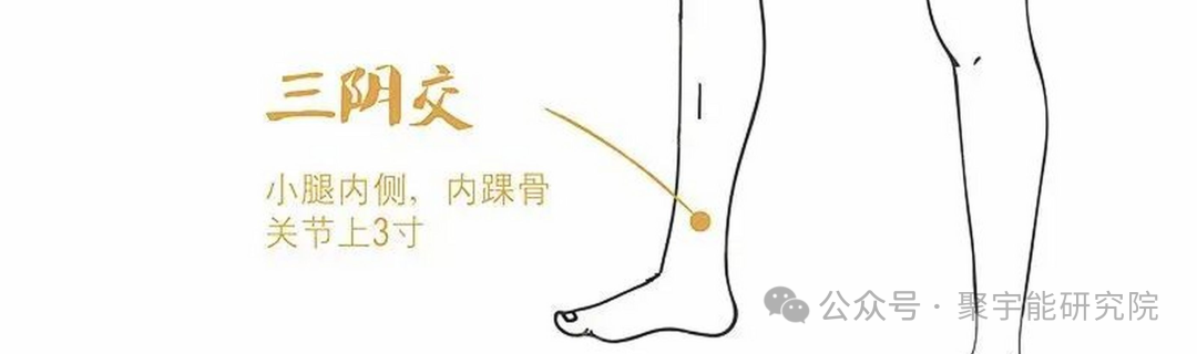 金日光教授:【《黄帝内经》所深藏的奥秘•之三十七】为何脾胃两经里都看重三阴交穴和足三里穴位?(图3) 640.png