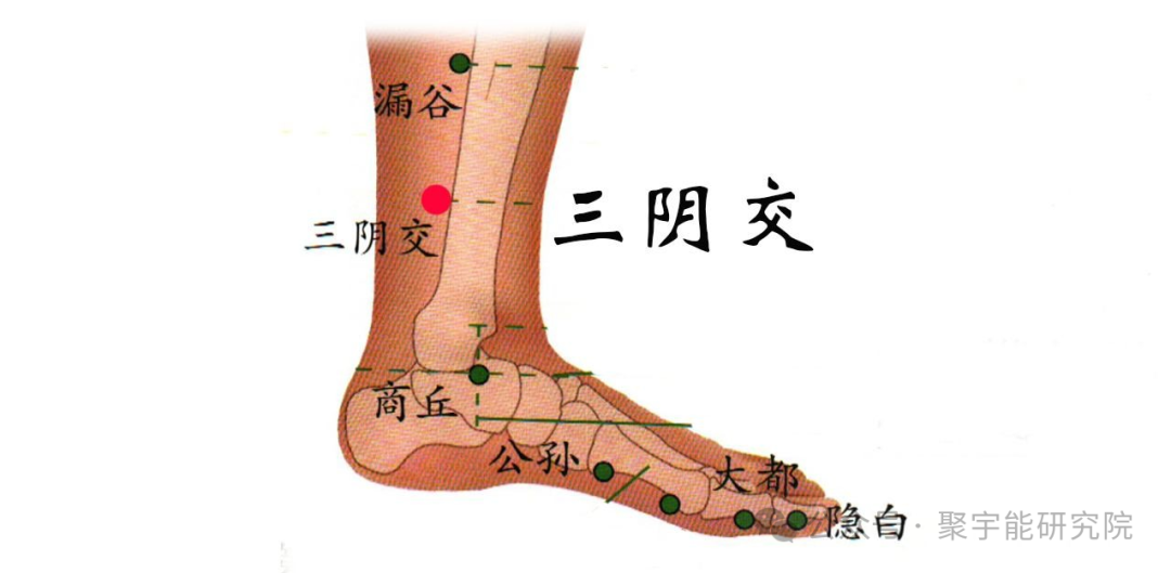 金日光教授:【《黄帝内经》所深藏的奥秘•之三十七】为何脾胃两经里都看重三阴交穴和足三里穴位?(图8) 640.png