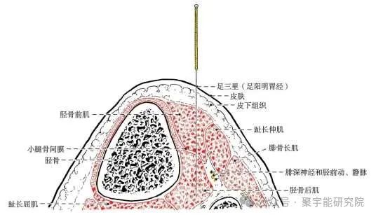金日光教授:【《黄帝内经》所深藏的奥秘•之三十七】为何脾胃两经里都看重三阴交穴和足三里穴位?(图9) 640.jpg