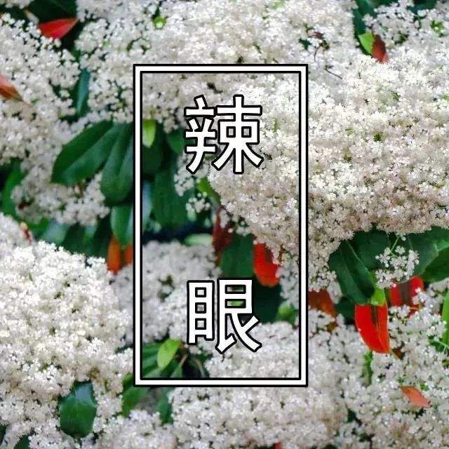 散发精液味的“淫树”,为何被广泛种在校园里?(图2) 640.jpg