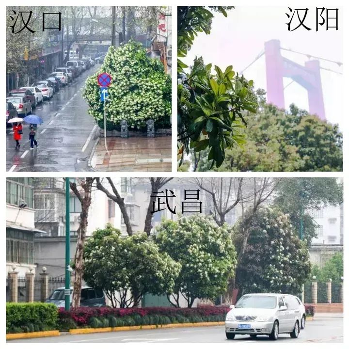 散发精液味的“淫树”,为何被广泛种在校园里?(图4) 640.jpg