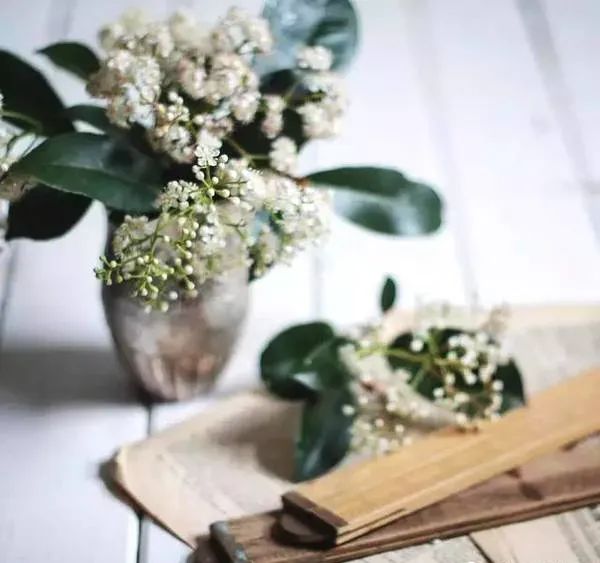 散发精液味的“淫树”,为何被广泛种在校园里?(图6) 640.jpg