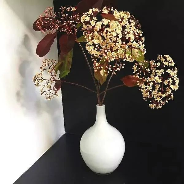 散发精液味的“淫树”,为何被广泛种在校园里?(图9) 640.jpg