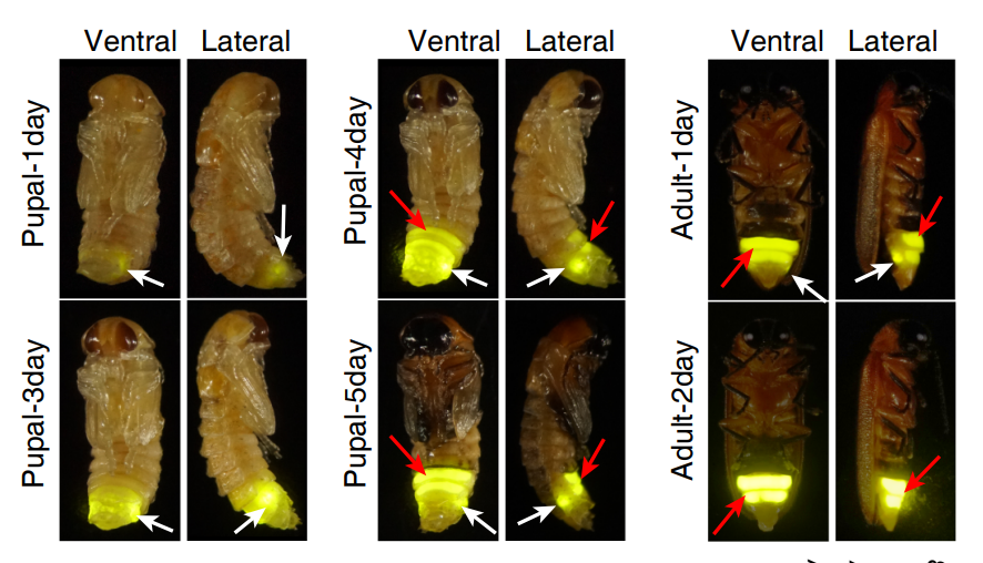 关于萤火虫,这一关键机制被揭开(图1) 640.png