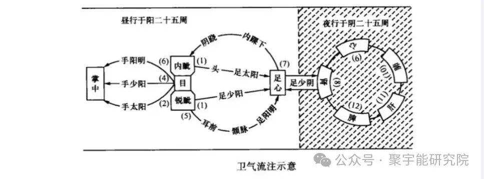 金日光教授:【《黄帝内经》所深藏的奥秘•之四十六】营气大循环的主要目的是什么?还得先从卫气大循环说起!(图1) 640.jpg