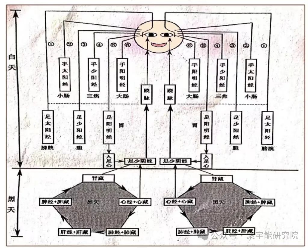 金日光教授:【《黄帝内经》所深藏的奥秘•之四十六】营气大循环的主要目的是什么?还得先从卫气大循环说起!(图5) 640.jpg