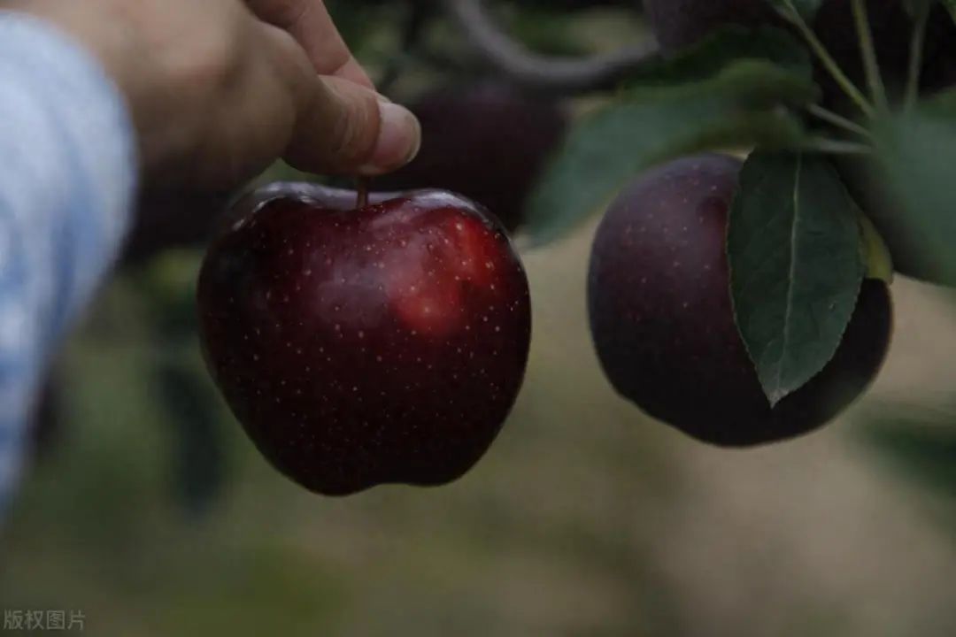 22个鲜为人知的有趣事实,香蕉竟然具有放射性!(图1) 640.jpg