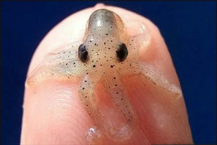 22个鲜为人知的有趣事实,香蕉竟然具有放射性!(图2) 640.png