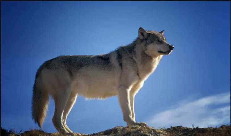 22个鲜为人知的有趣事实,香蕉竟然具有放射性!(图10) 640.png