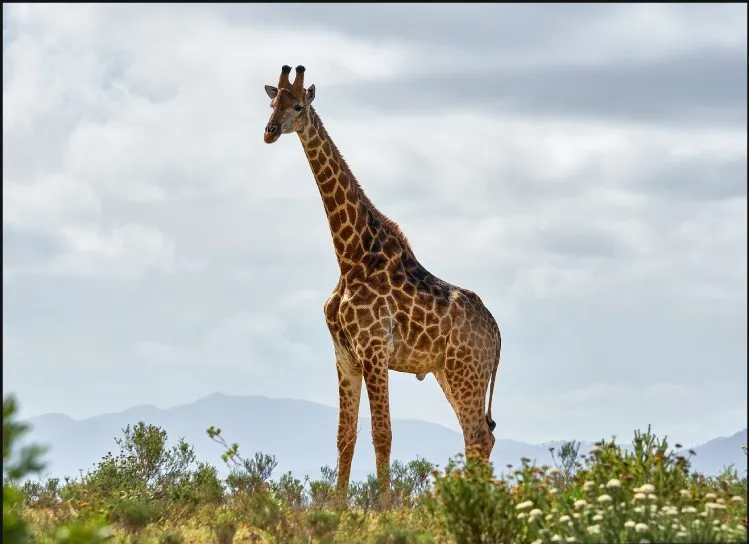 22个鲜为人知的有趣事实,香蕉竟然具有放射性!(图12) 640.png