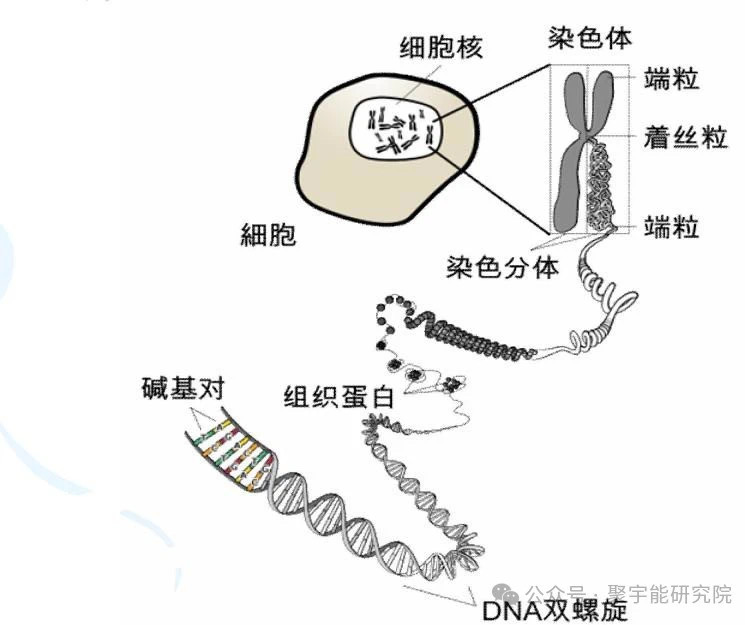 金日光教授:【《黄帝内经》所深藏的奥秘•之六十四】为什么用了农用生态动力素之后的<金钱草>,在东北长白山寒冷地方长得很好了?(图4) 10.jpg