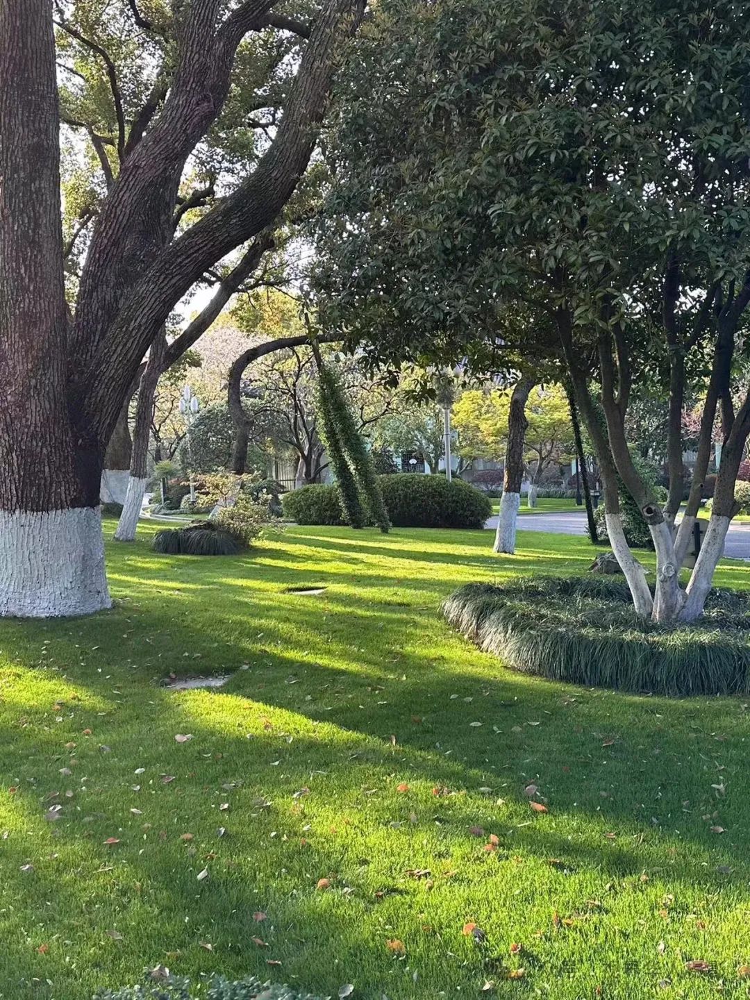 岑国荣|探寻西湖春晓的新视角(图3) 640.jpg