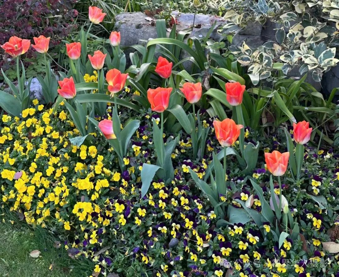 岑国荣|探寻西湖春晓的新视角(图8) 640.jpg