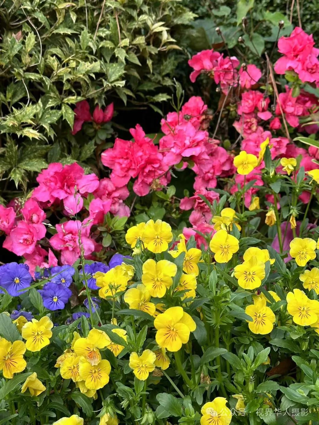 岑国荣|探寻西湖春晓的新视角(图10) 640.jpg