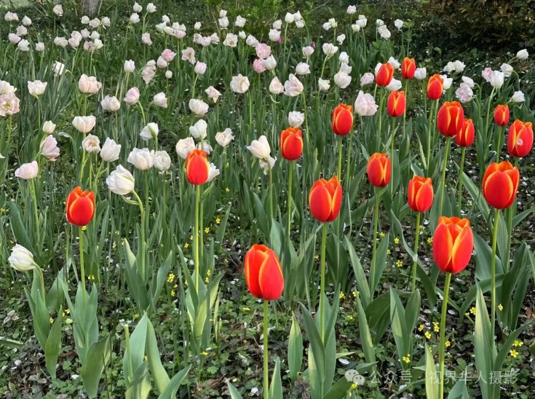 岑国荣|探寻西湖春晓的新视角(图11) 640.jpg