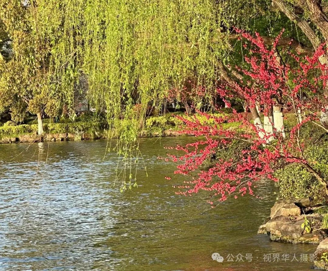 岑国荣|探寻西湖春晓的新视角(图13) 640.jpg