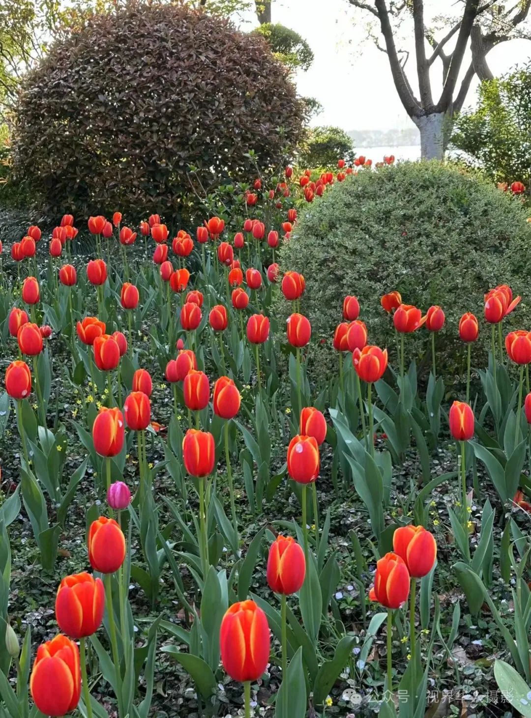 岑国荣|探寻西湖春晓的新视角(图14) 640.jpg