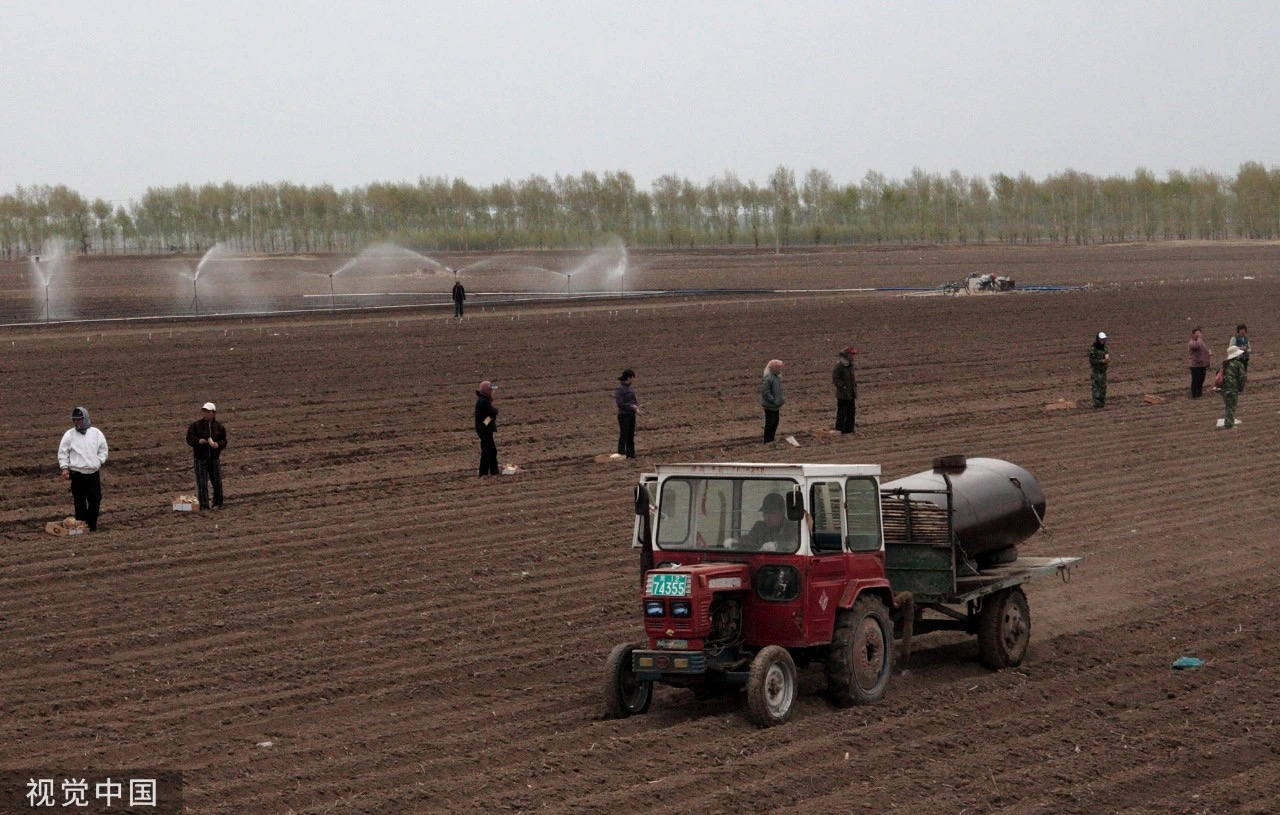 坑农!这些假冒伪劣种子是如何流入市场的?(图1) 4.jpg