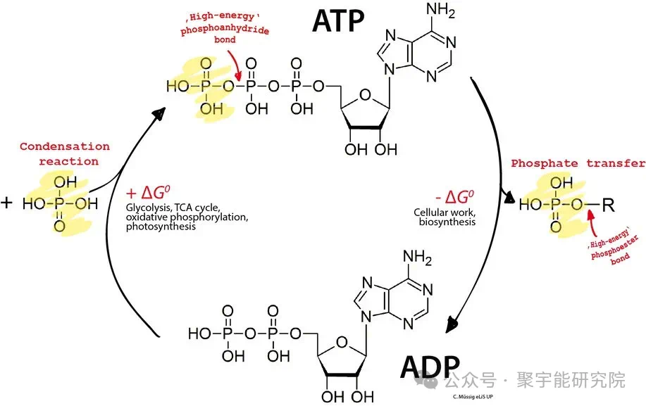 金日光教授:【《黄帝内经》所深藏的奥秘•之六十九】中西医协同,需要什么前提?(图11) 19.png