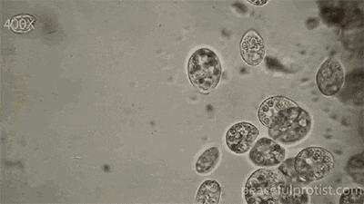 金日光教授:【《黄帝内经》所深藏的奥秘•之七十四】有些群友问我高能态生命动力源液对生命最大作用是什么?(图21) 640.gif
