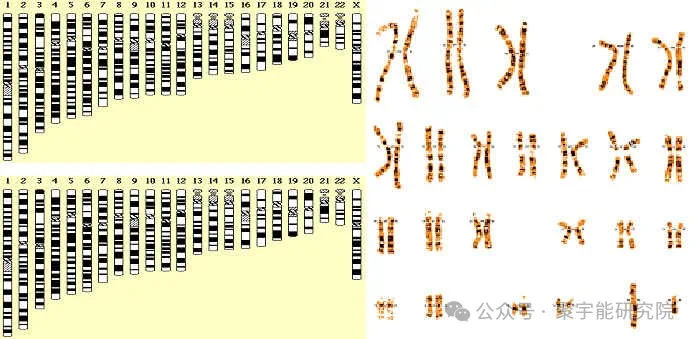 金日光教授:【《黄帝内经》所深藏的奥秘•之七十五】有些群友问我,人及各种动物的寿命究竟由什么决定?(图6) 7.jpg