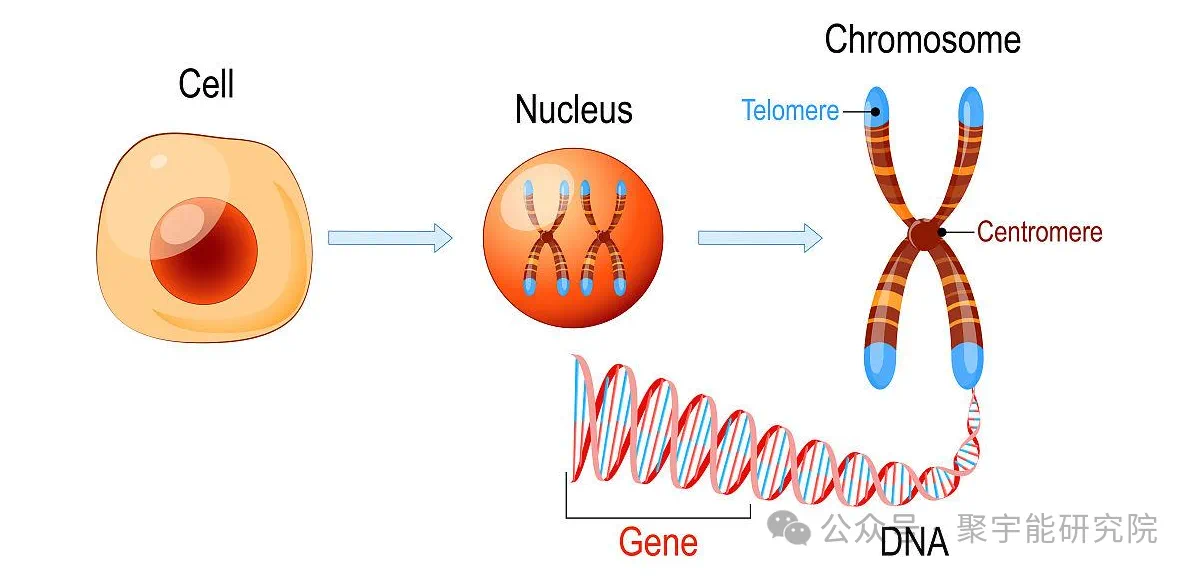 金日光教授:【《黄帝内经》所深藏的奥秘•之七十五】有些群友问我,人及各种动物的寿命究竟由什么决定?(图11) 12.png