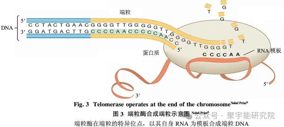 金日光教授:【《黄帝内经》所深藏的奥秘•之七十五】有些群友问我,人及各种动物的寿命究竟由什么决定?(图13) 14.jpg