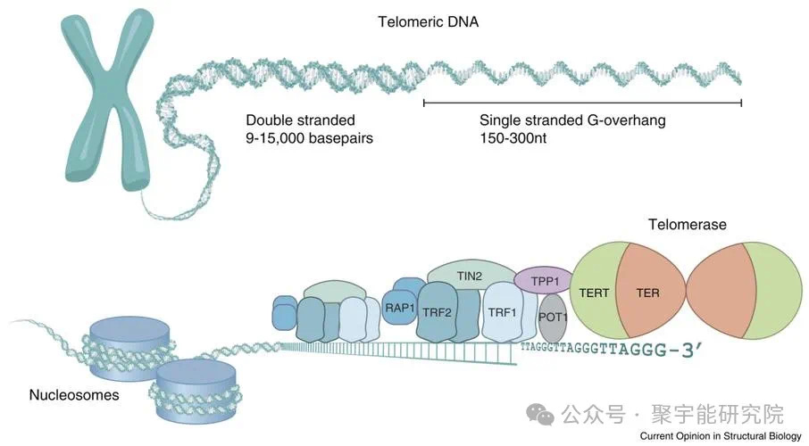 金日光教授:【《黄帝内经》所深藏的奥秘•之七十五】有些群友问我,人及各种动物的寿命究竟由什么决定?(图14) 15.jpg