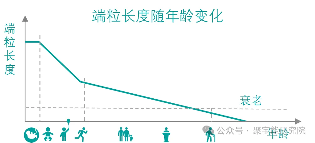 金日光教授:【《黄帝内经》所深藏的奥秘•之七十五】有些群友问我,人及各种动物的寿命究竟由什么决定?(图15) 16.png