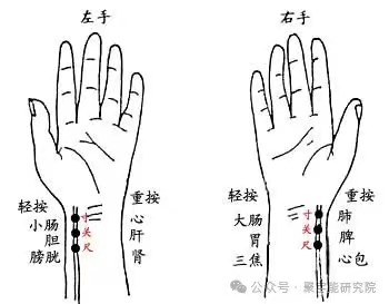 金日光教授:【《黄帝内经》为何是中医大学科最上等的医典?•七】什么是寸口?寸口代表哪些脏腑?为什么寸关尺切脉处正好在双手腕处?(图5) 12.jpg