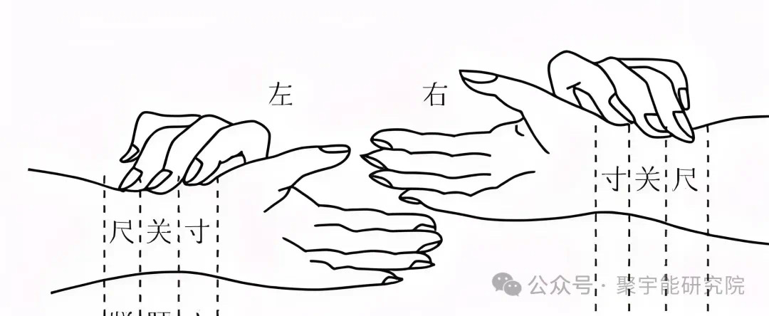 金日光教授:【《黄帝内经》为何是中医大学科最上等的医典?•八】寸口切脉的理论依据是什么? (图1) 8.jpg