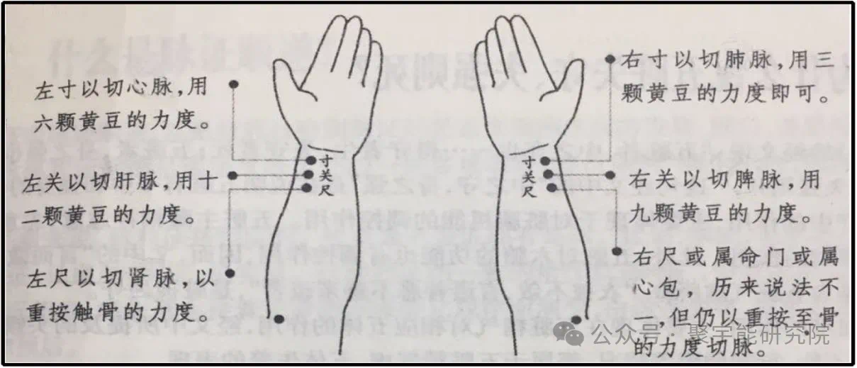 金日光教授:【《黄帝内经》为何是中医大学科最上等的医典?•八】寸口切脉的理论依据是什么? (图4) 11.png
