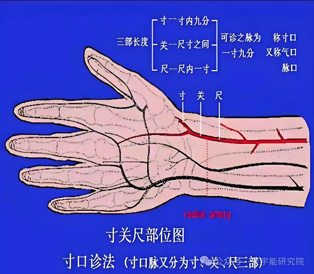 金日光教授:【《黄帝内经》为何是中医大学科最上等的医典?•八】寸口切脉的理论依据是什么? (图6) 13.jpg