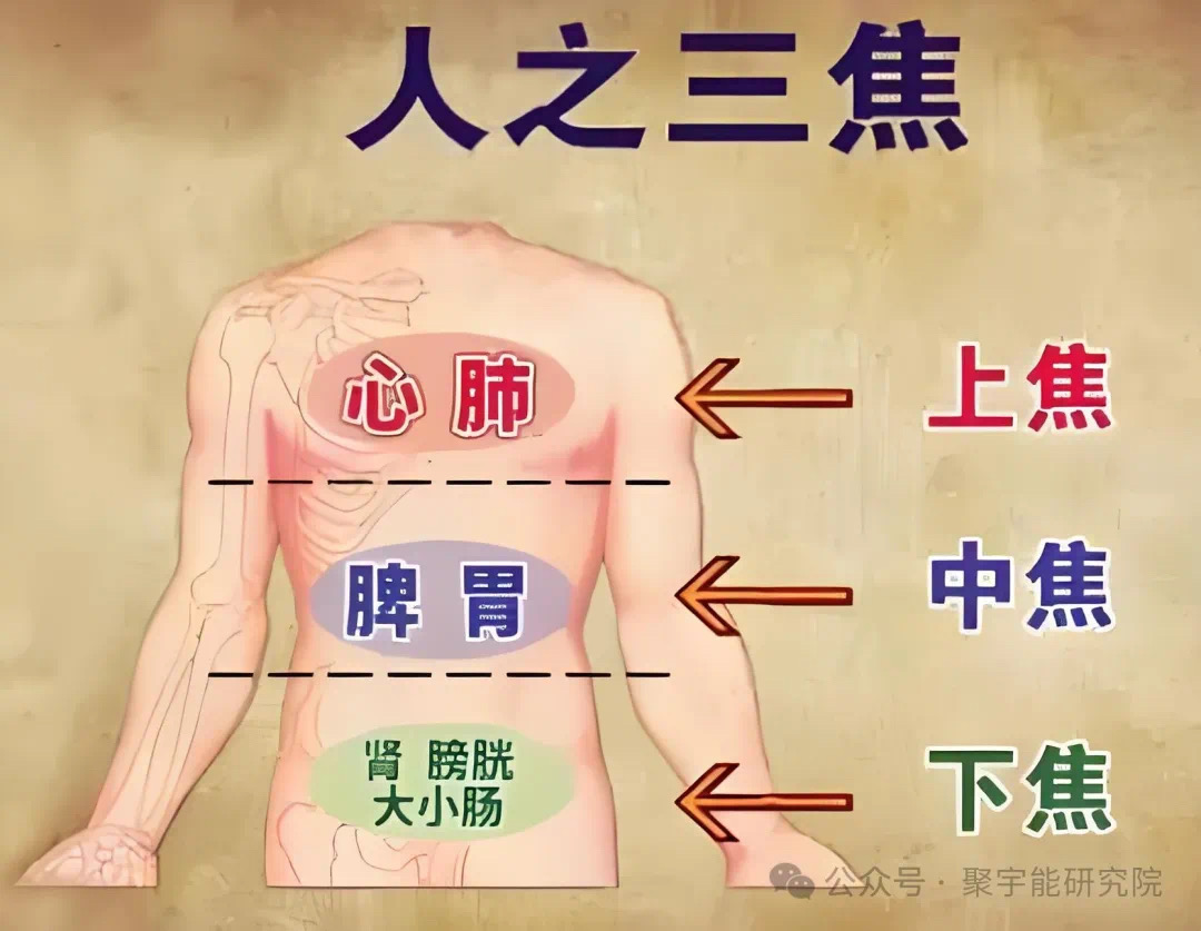 金日光教授:【《黄帝内经》为何是中医大学科最上等的医典?•八】寸口切脉的理论依据是什么? (图7) 14.jpg